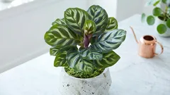 Calathea Makoyana: živá mozaika, která se hýbe. Průvodce péčí doma