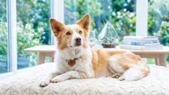 Psí pelíšek nebo deka: Co je lepší pro doma i na cesty